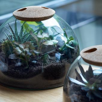 Glass terrarium filled with plants